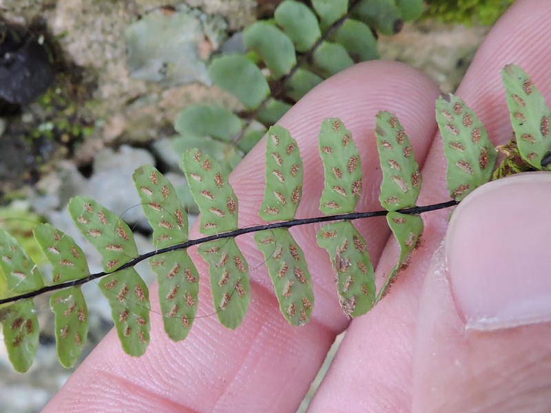 Blackstem Spleenwort photo 2