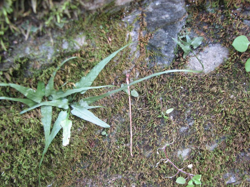 Walking Fern photo 2