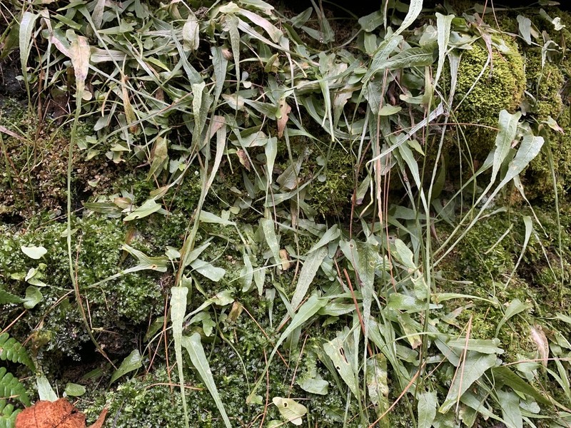 Walking Fern photo 3