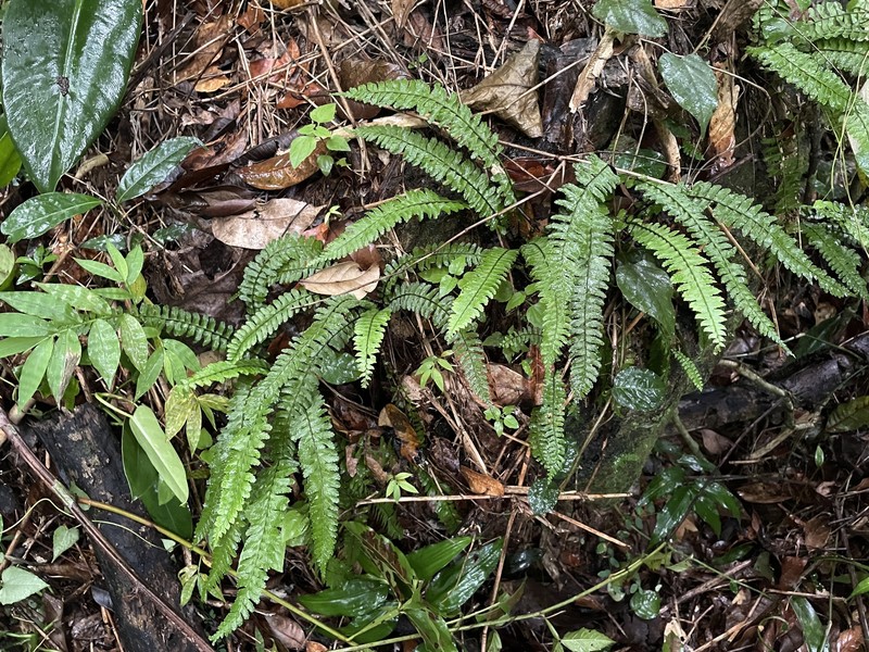 Caribbean Spleenwort photo 2