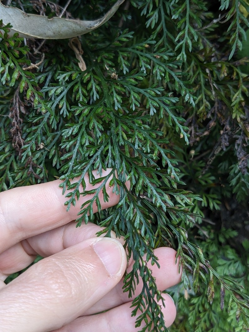 Asplenium richardii photo 2