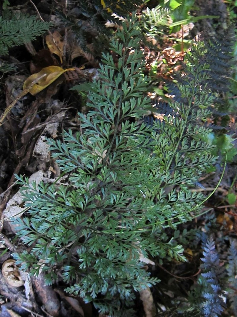 Asplenium richardii photo 4