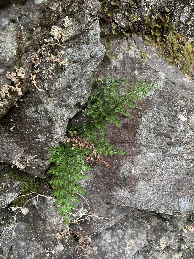 Asplenium richardii photo 5