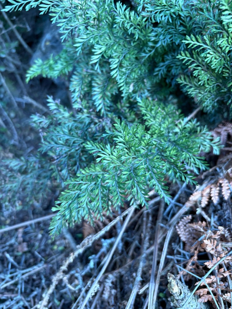 Asplenium richardii photo 6