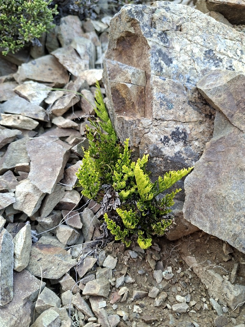 Asplenium richardii photo 7
