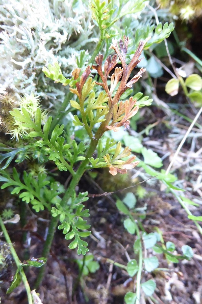 Asplenium richardii photo 8