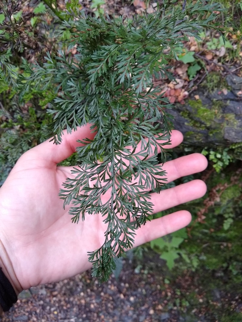 Asplenium richardii