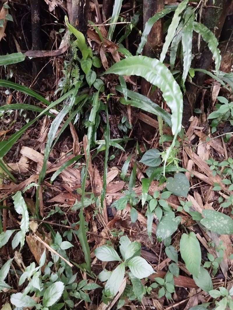 Asplenium riswanii