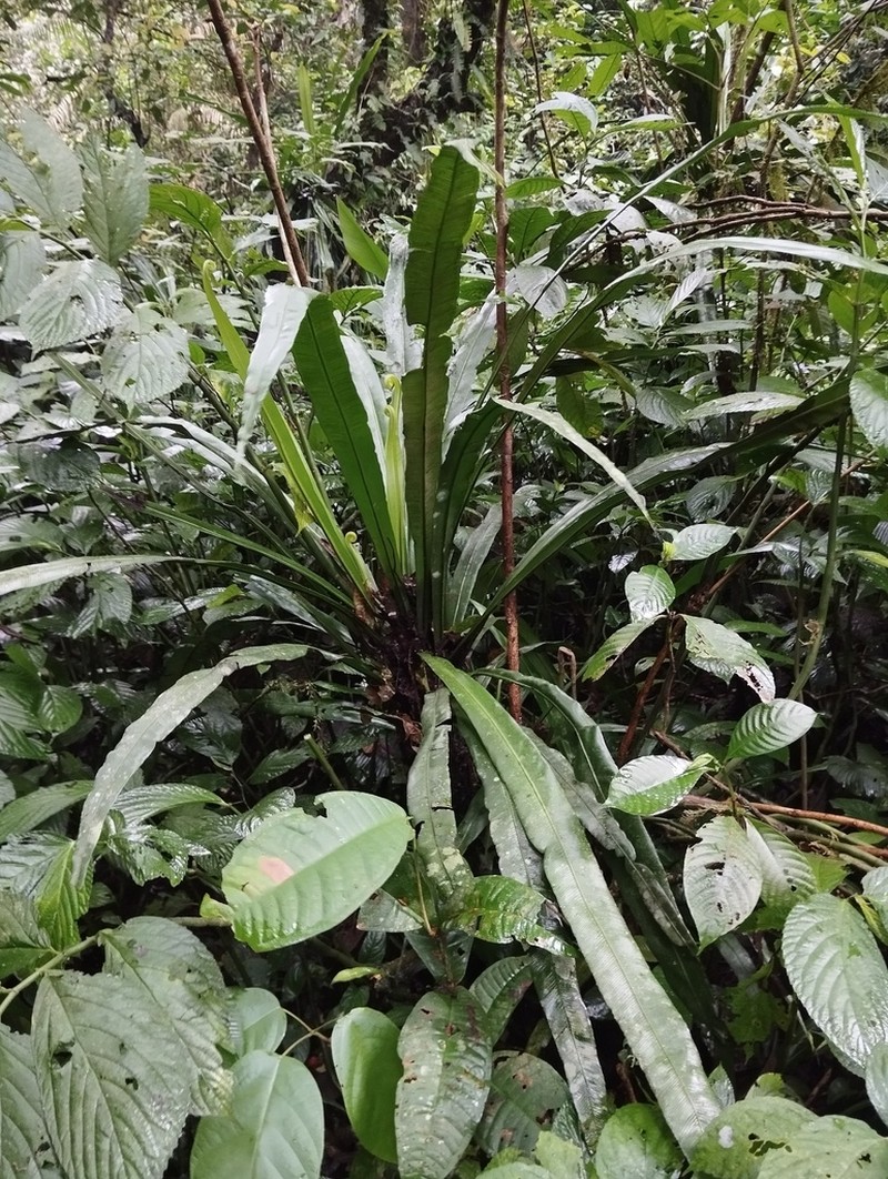 Asplenium riswanii photo 2