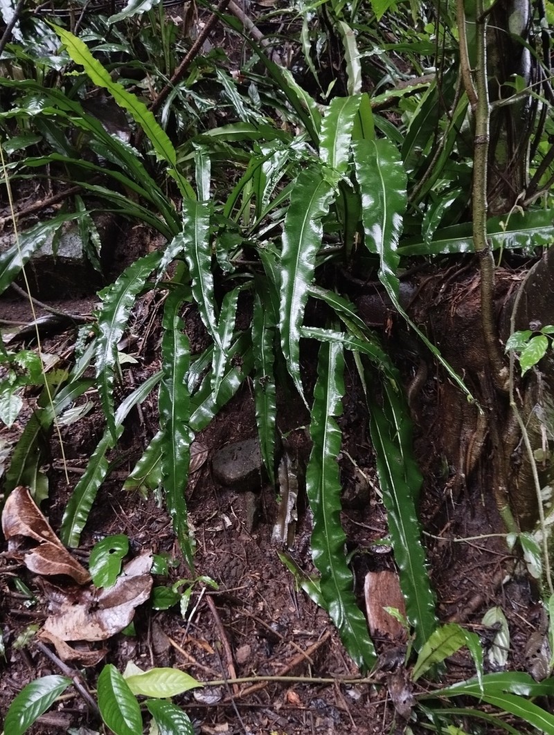 Asplenium riswanii photo 3