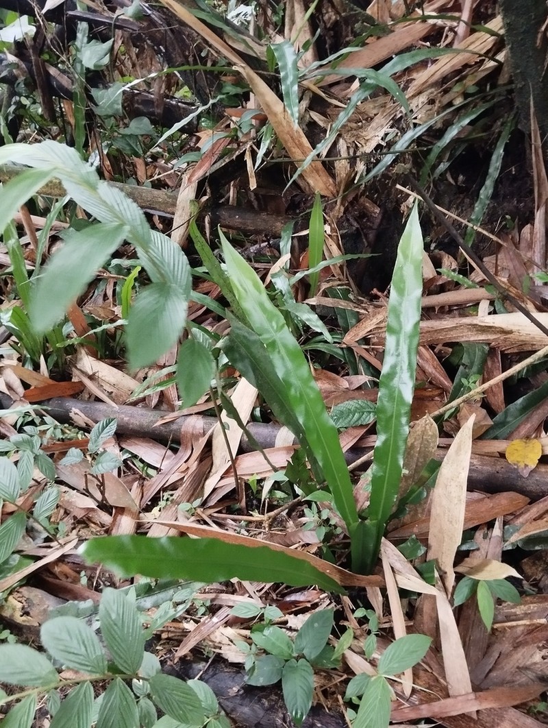 Asplenium riswanii photo 4