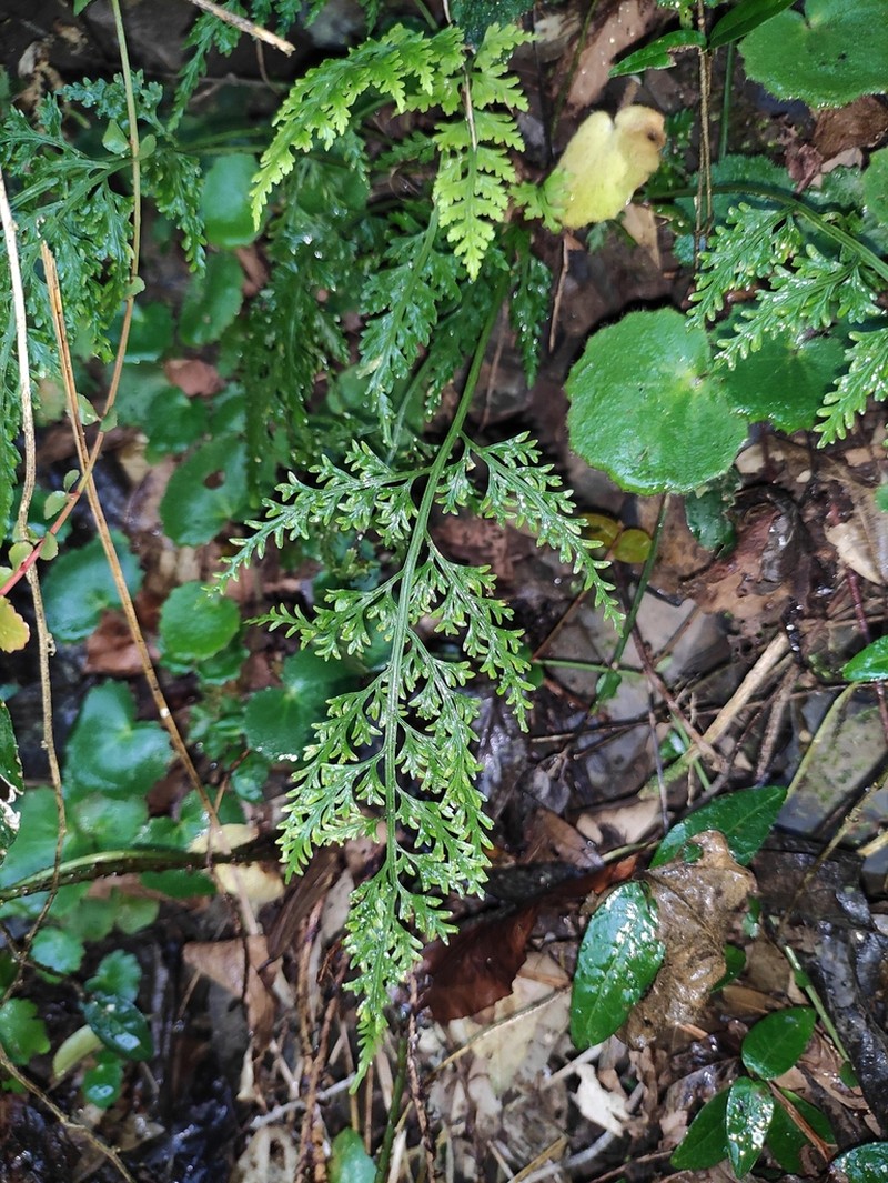Asplenium ritoense photo 2