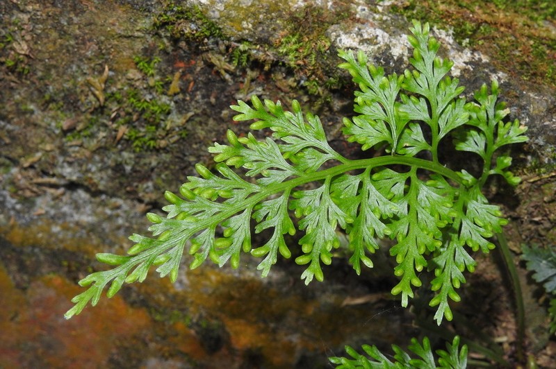 Asplenium ritoense photo 3