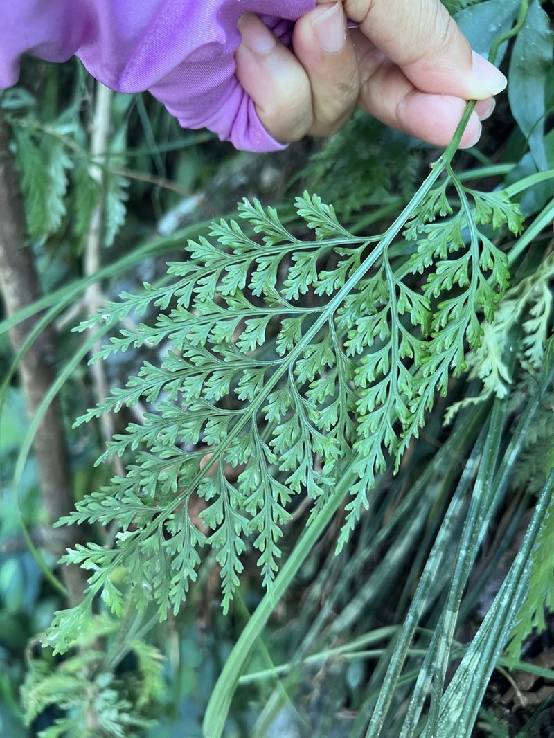 Asplenium ritoense photo 4
