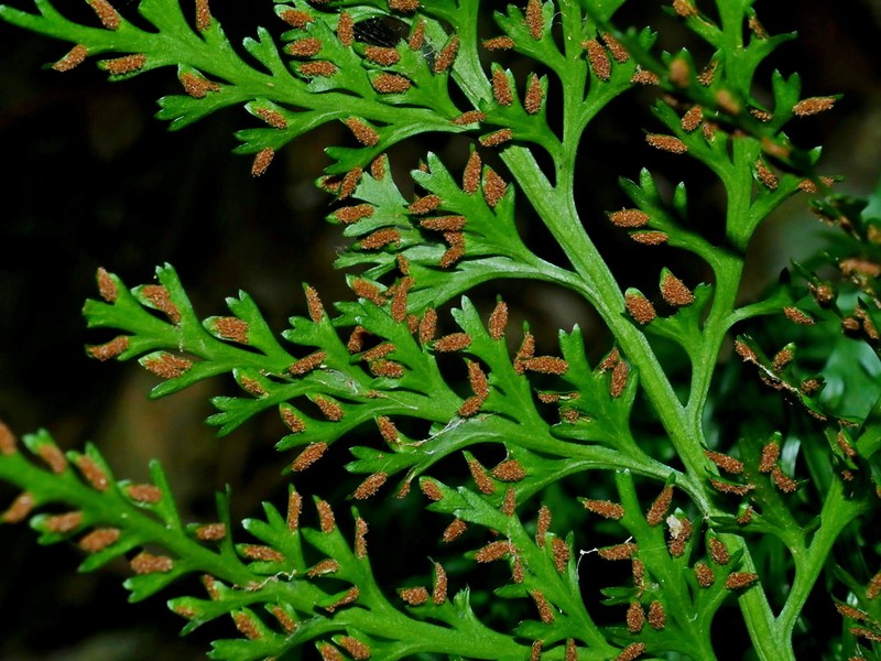 Asplenium ritoense photo 5