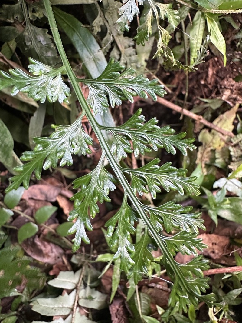 Asplenium ritoense photo 6