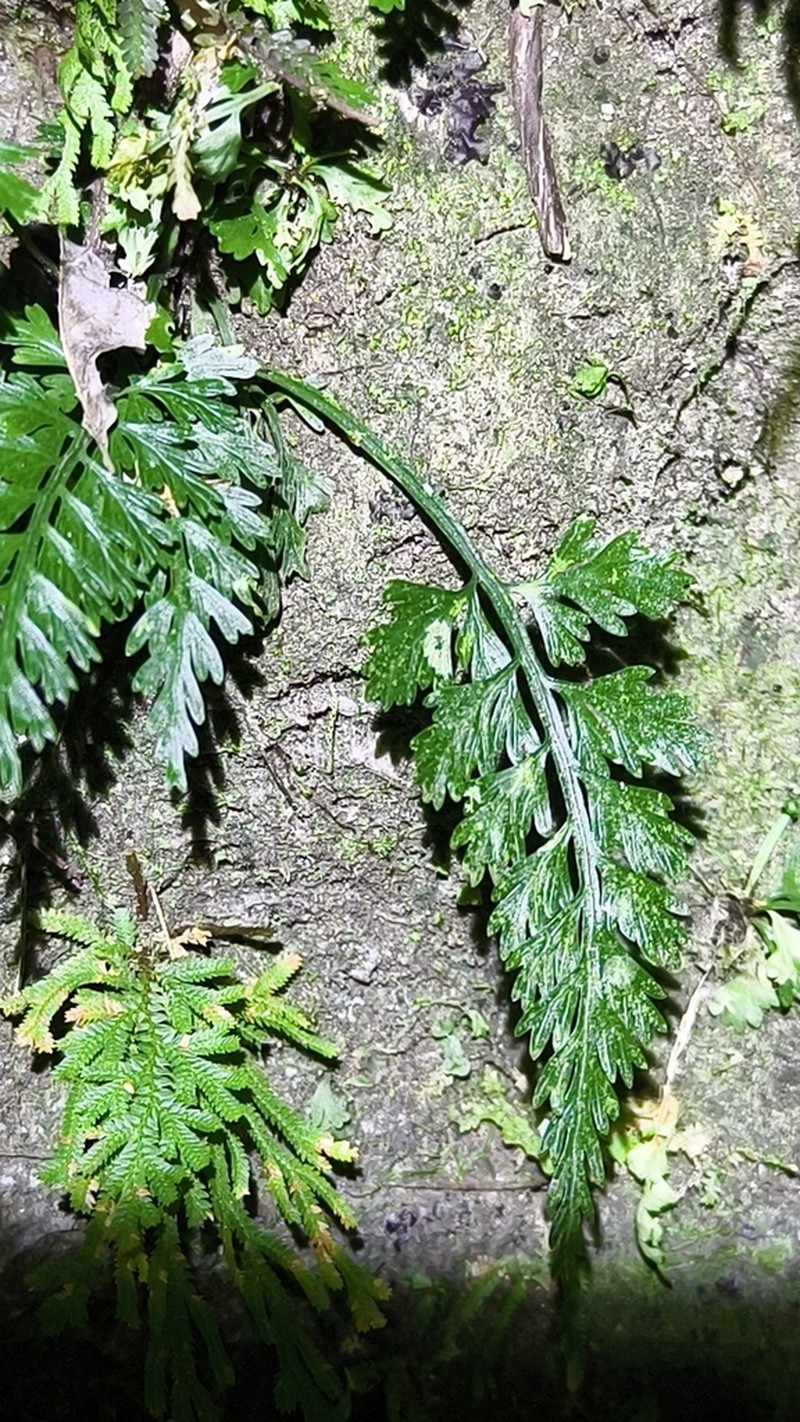 Asplenium ritoense photo 7