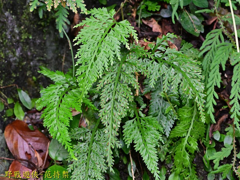 Asplenium ritoense photo 8