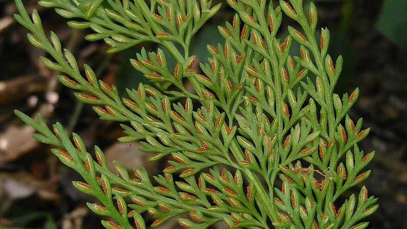 Asplenium ritoense