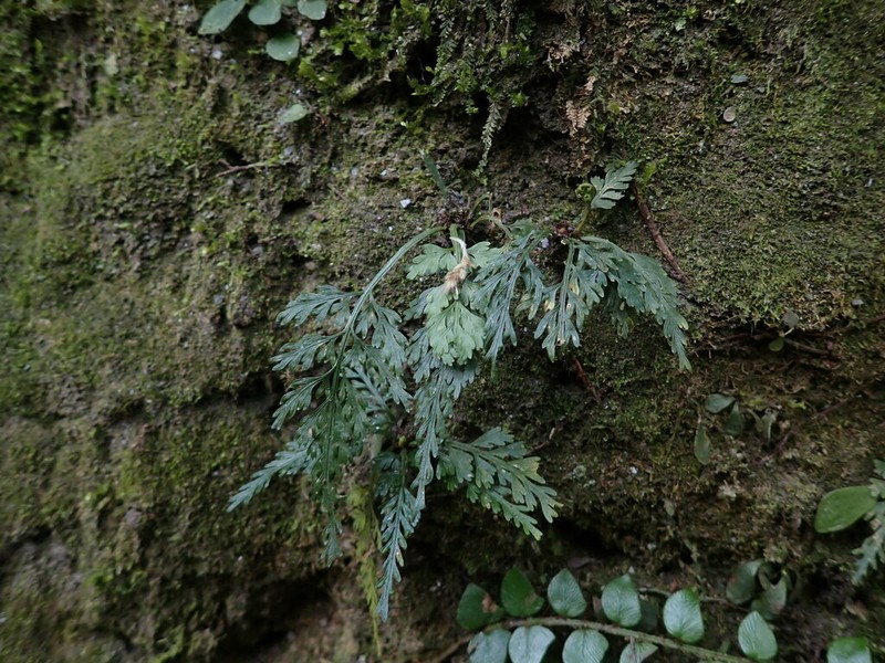 Asplenium ritoense photo 2