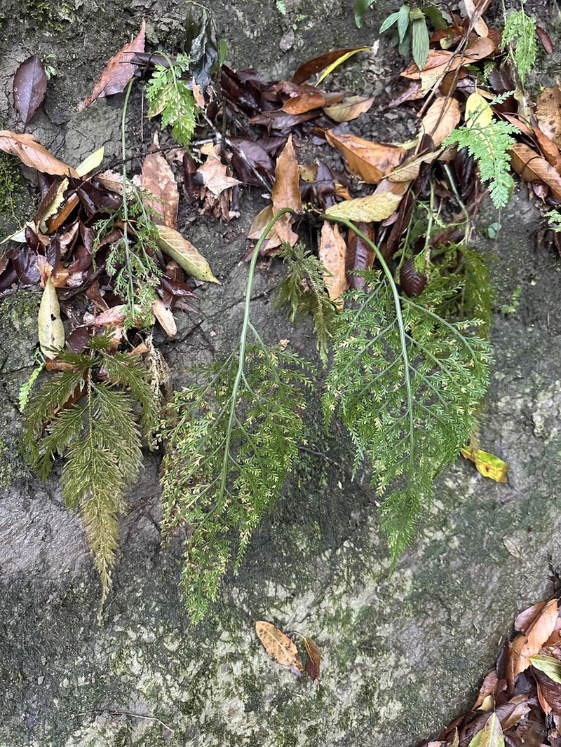 Asplenium ritoense photo 3