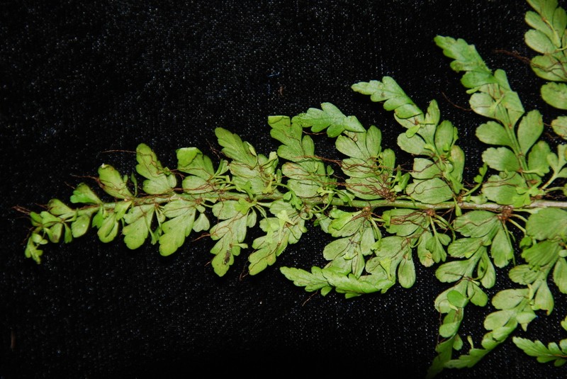 Asplenium robustum photo 2