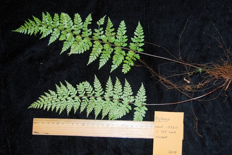 Asplenium robustum photo 3
