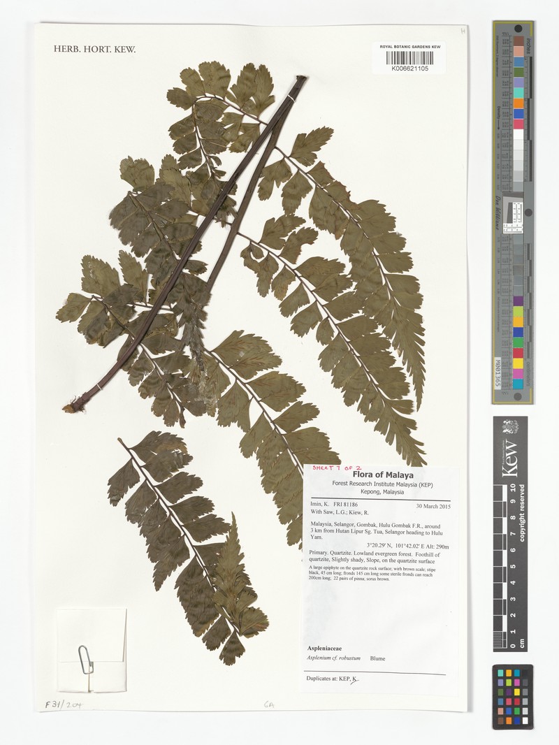 Asplenium robustum photo 4