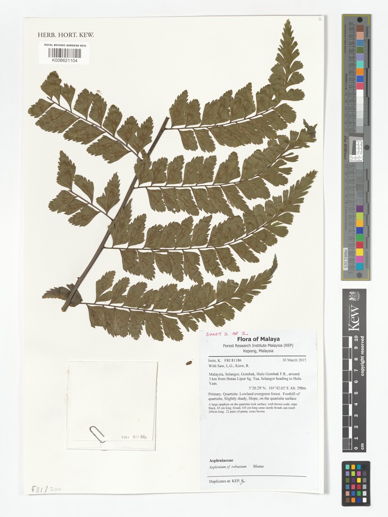Asplenium robustum photo 5