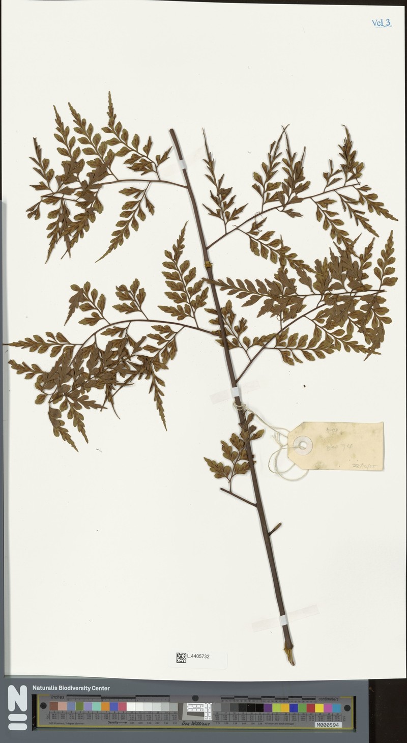 Asplenium robustum photo 7