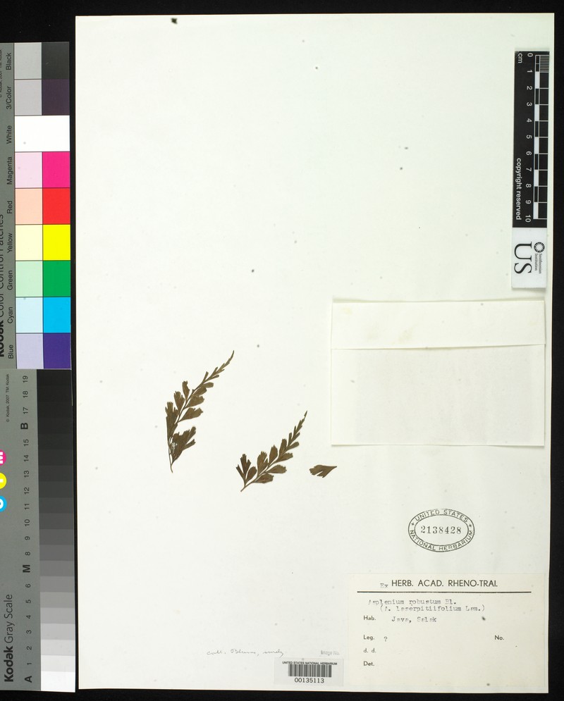 Asplenium robustum