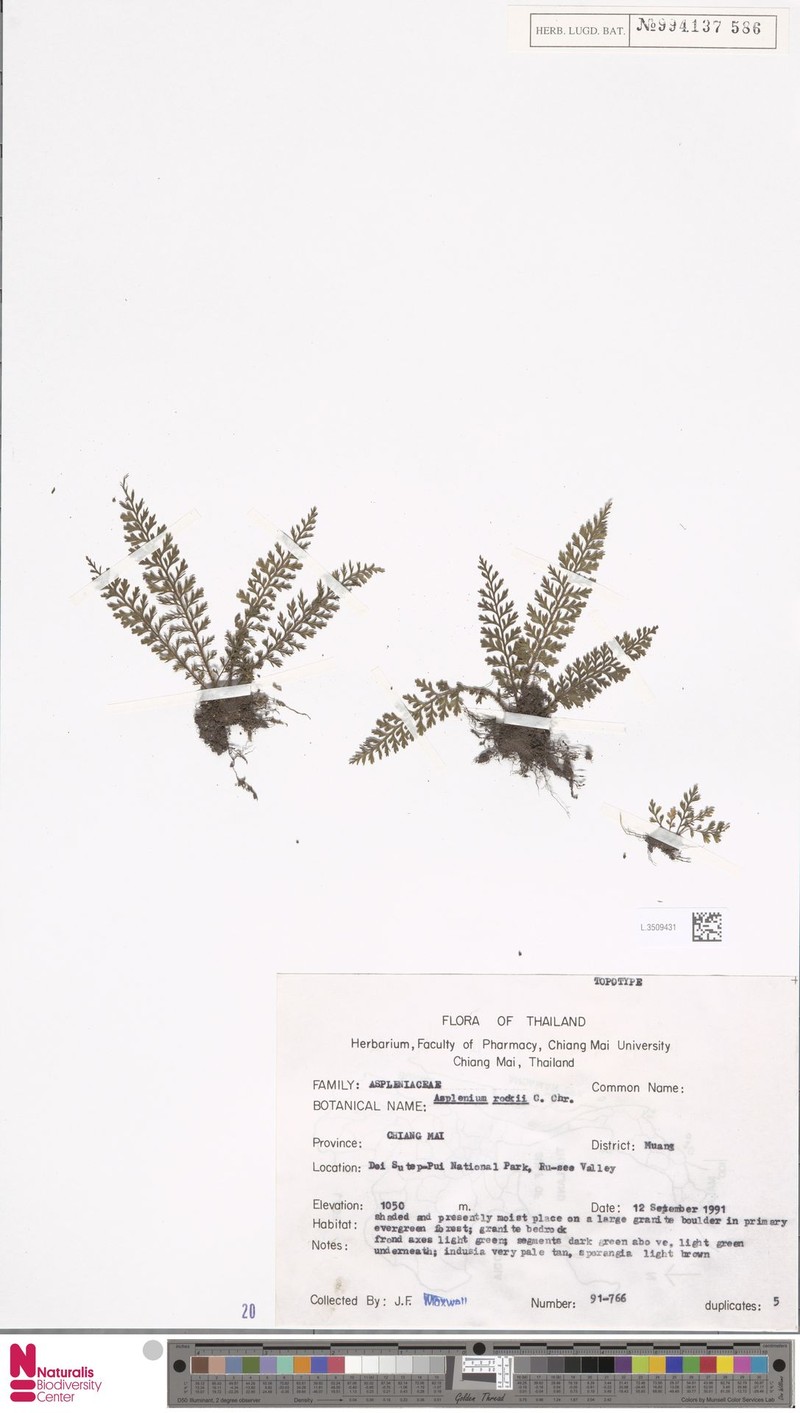 Asplenium rockii photo 3