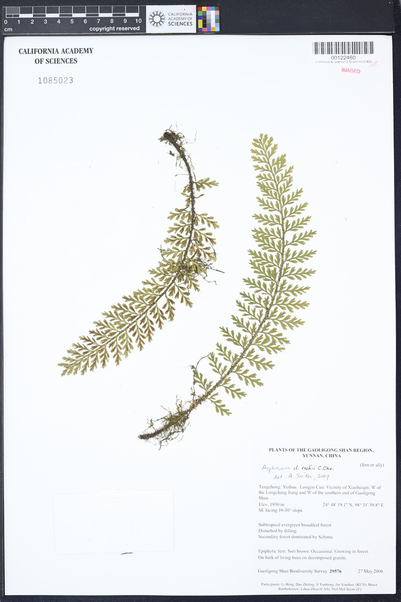 Asplenium rockii