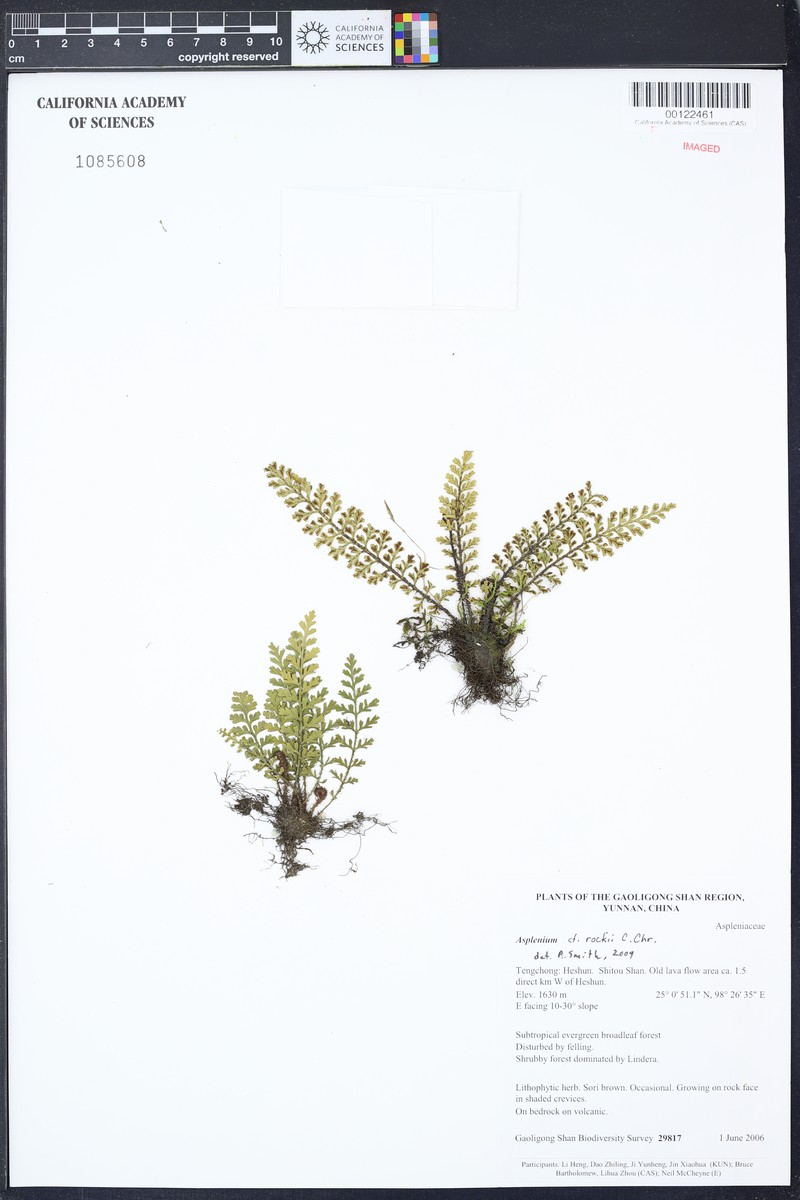 Asplenium rockii photo 2