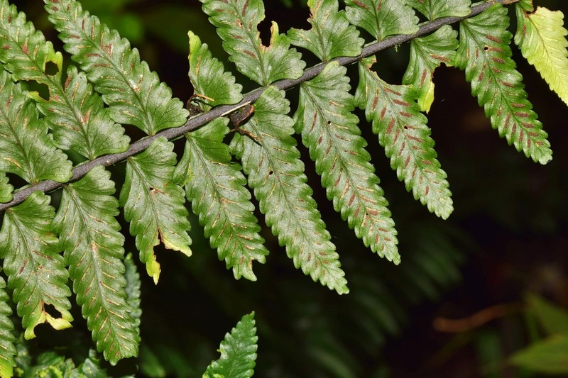 Asplenium rosenstockianum