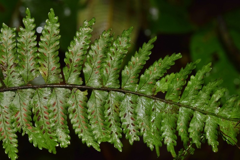 Asplenium rosenstockianum photo 2