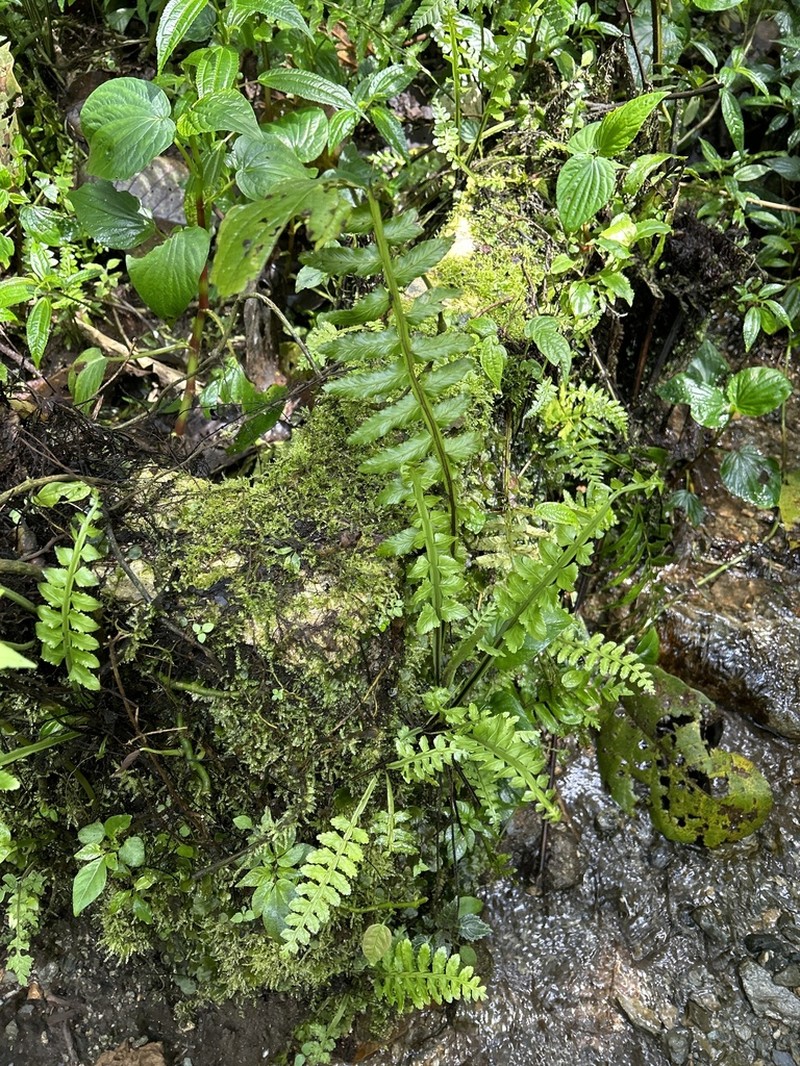 Asplenium rosenstockianum photo 3