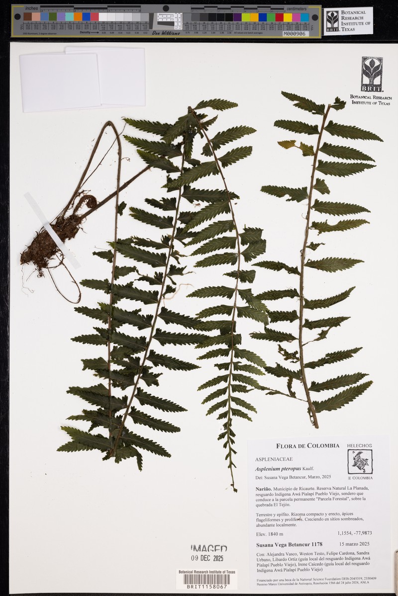 Asplenium rosenstockianum photo 4