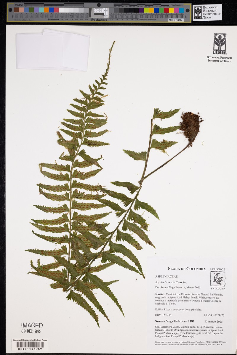Asplenium rosenstockianum photo 5