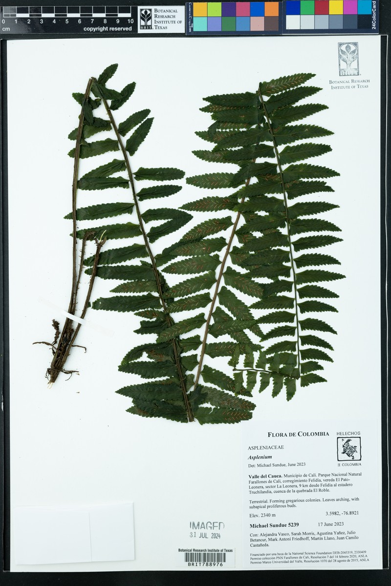 Asplenium rosenstockianum photo 6