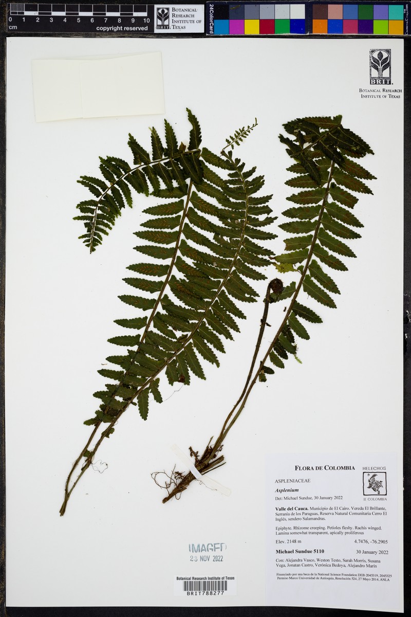 Asplenium rosenstockianum photo 7
