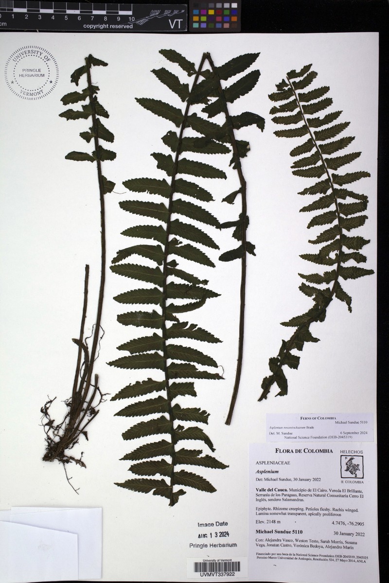 Asplenium rosenstockianum