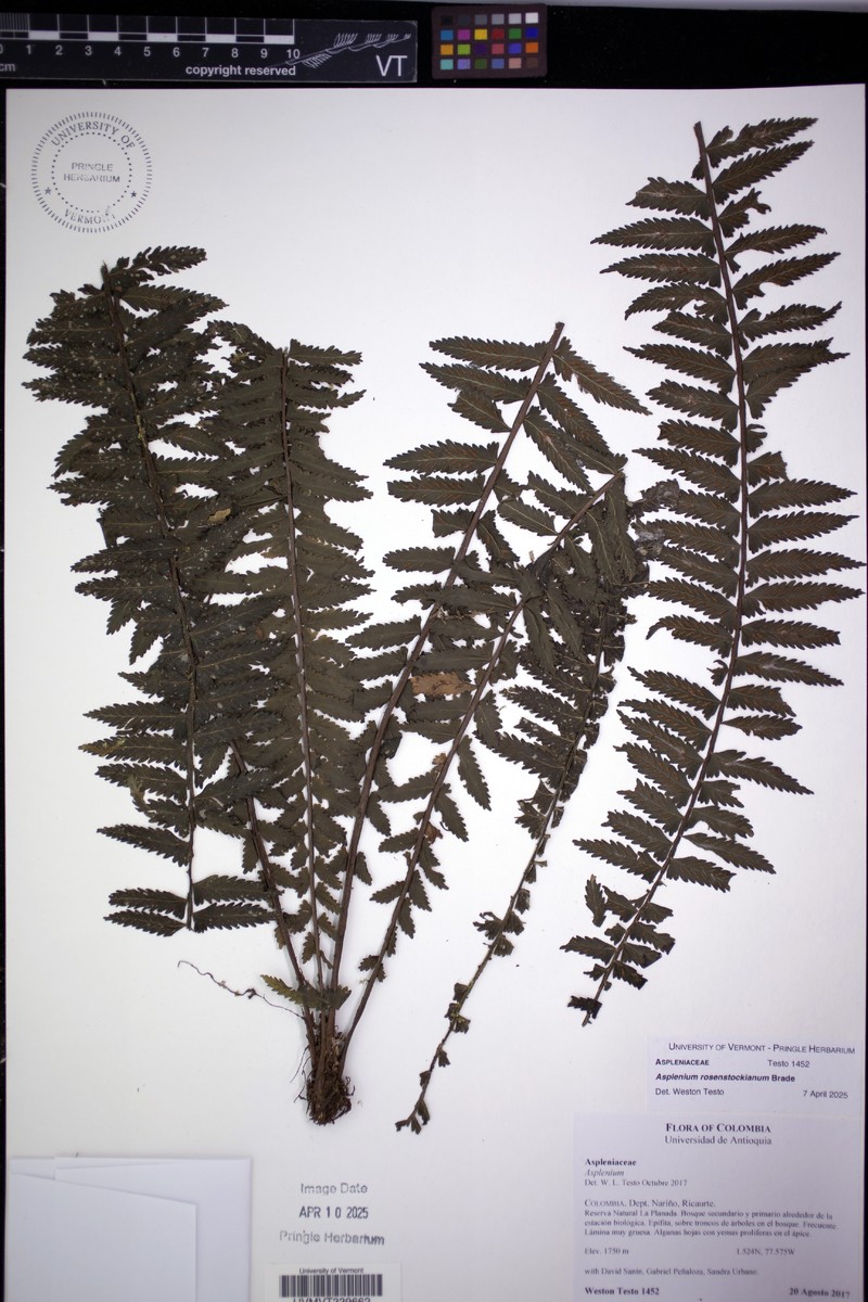 Asplenium rosenstockianum photo 2