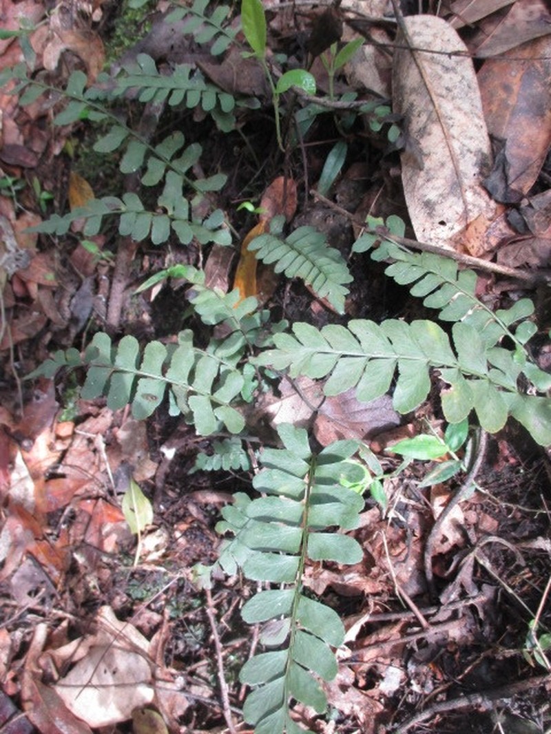 Asplenium ruizianum photo 2