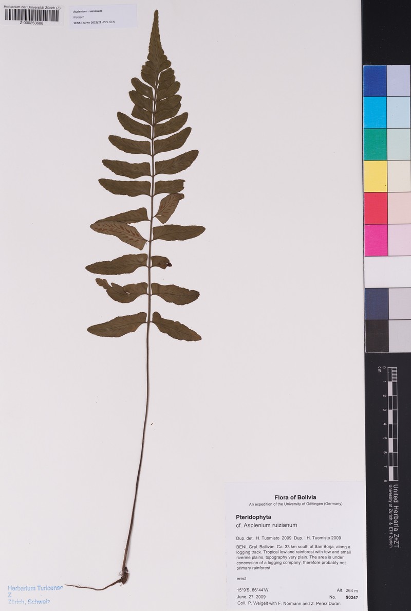 Asplenium ruizianum photo 3