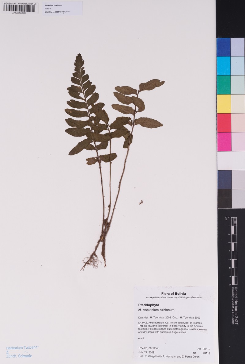 Asplenium ruizianum photo 4