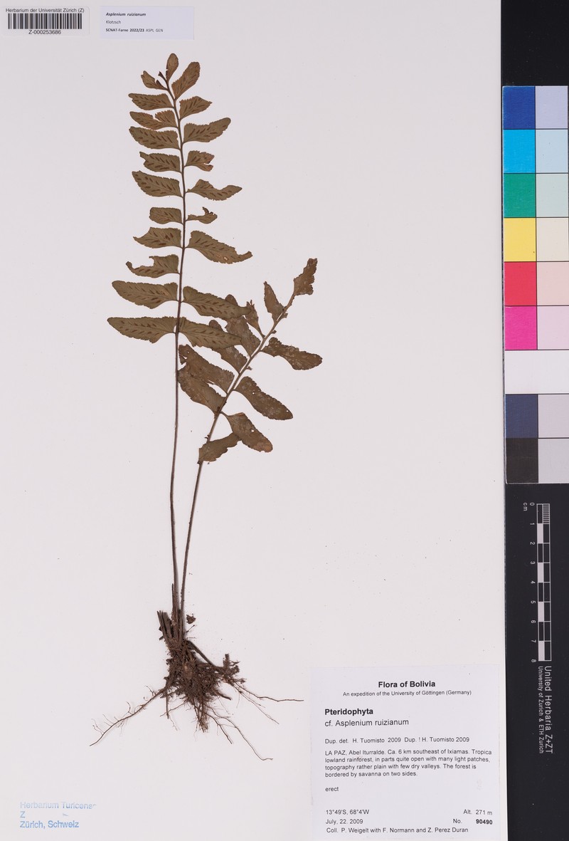 Asplenium ruizianum photo 5