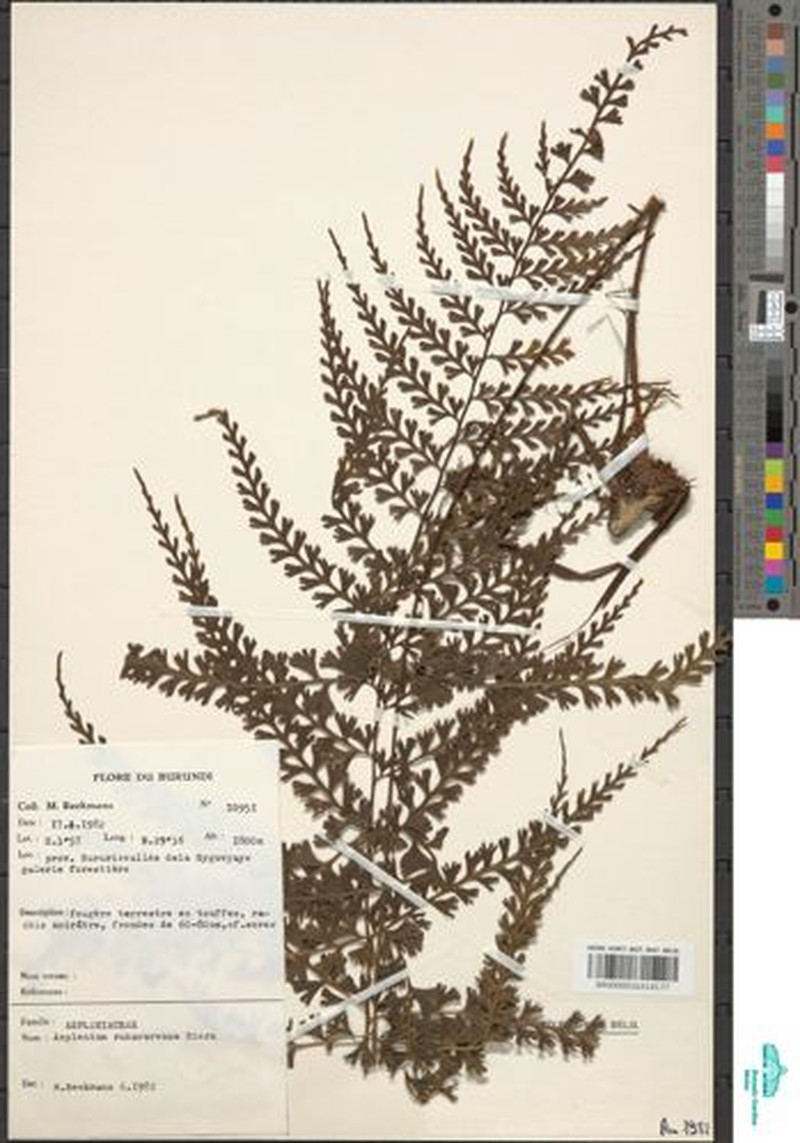 Asplenium rukararense