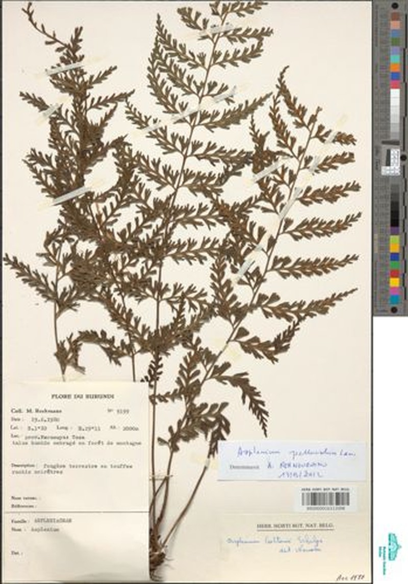 Asplenium rukararense photo 2