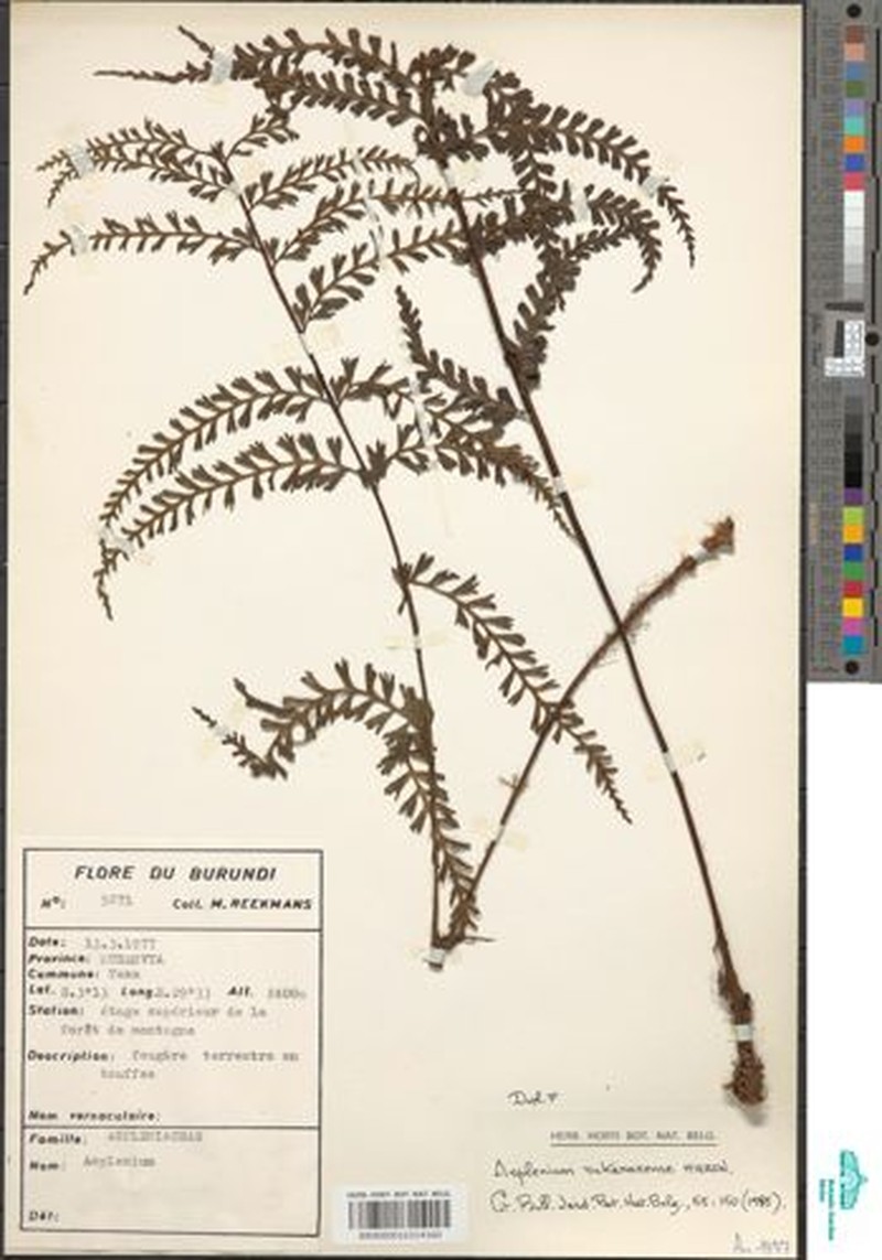 Asplenium rukararense photo 3
